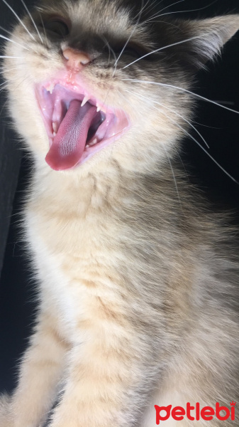 British Shorthair, Kedi  Lokum fotoğrafı