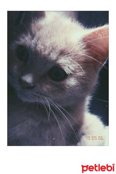 British Shorthair, Kedi  Lokum fotoğrafı