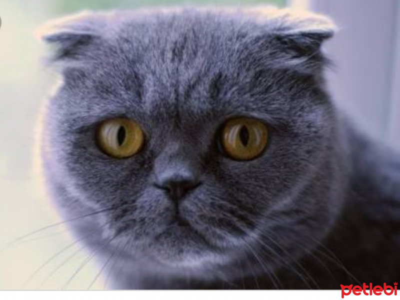 Scottish Fold, Kedi  Mecnun fotoğrafı