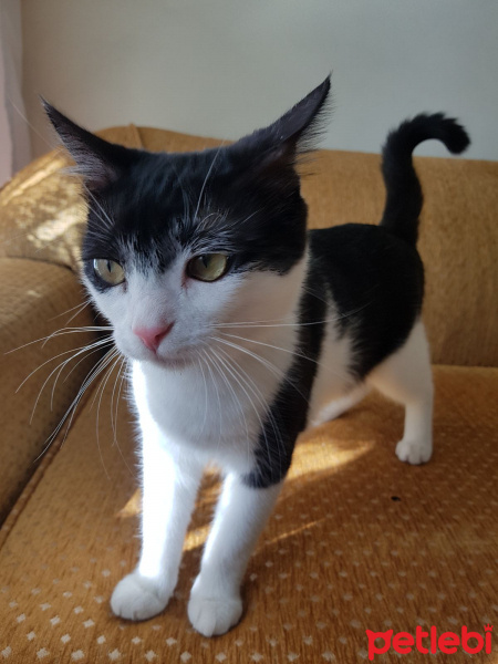 Tekir Kedi, Kedi  Sokak hayvanı fotoğrafı