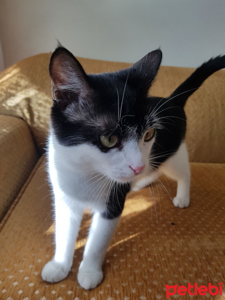 Tekir Kedi, Kedi  Sokak hayvanı fotoğrafı