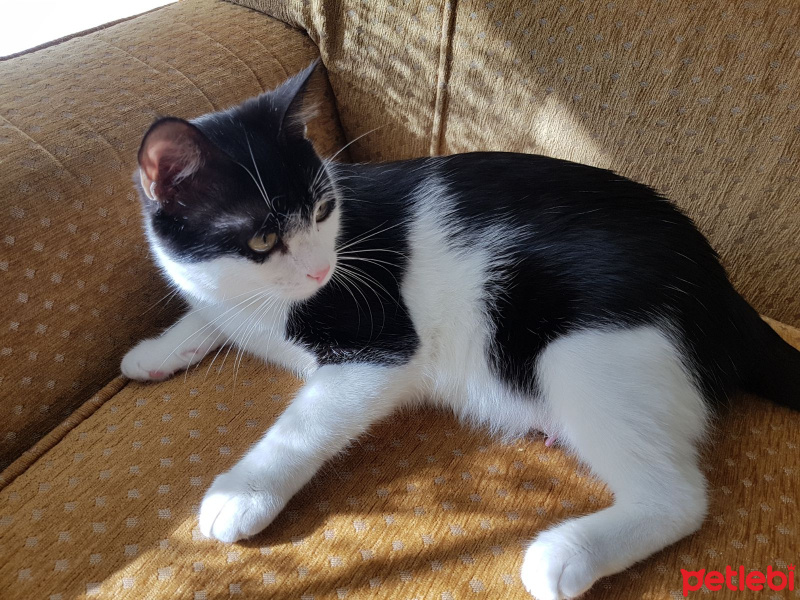 Tekir Kedi, Kedi  Sokak hayvanı fotoğrafı