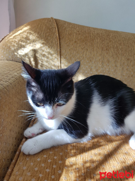 Tekir Kedi, Kedi  Sokak hayvanı fotoğrafı