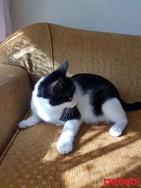 Tekir Kedi, Kedi  Sokak hayvanı fotoğrafı