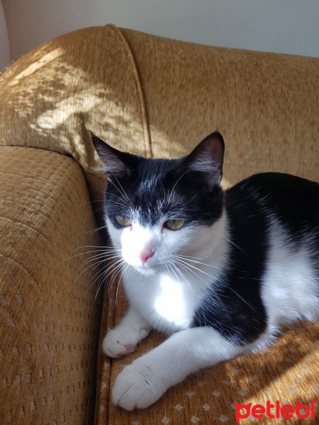 Tekir Kedi, Kedi  Sokak hayvanı fotoğrafı