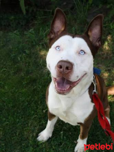 Amerikan Pitbull Terrier, Köpek  Pati fotoğrafı