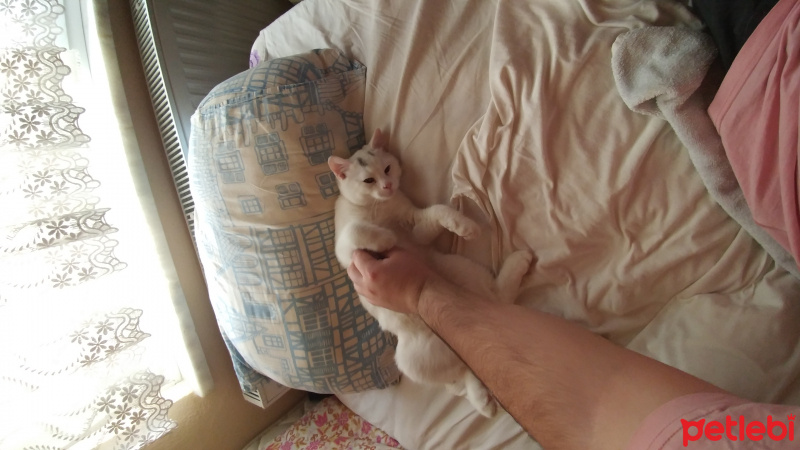 British Shorthair, Kedi  Patron fotoğrafı