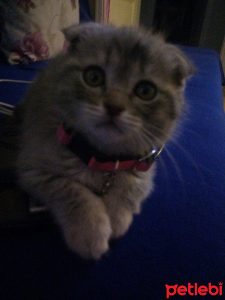 British Shorthair, Kedi  Zuzu fotoğrafı