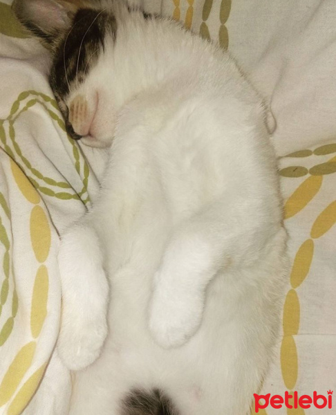 Tekir Kedi, Kedi  Ela fotoğrafı