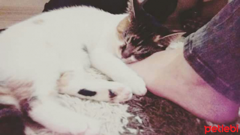 Tekir Kedi, Kedi  Ela fotoğrafı