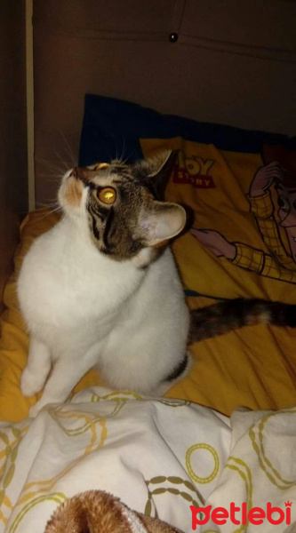 Tekir Kedi, Kedi  Ela fotoğrafı