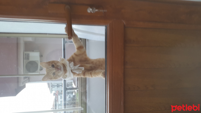 Tekir Kedi, Kedi  Yiğit Alp fotoğrafı