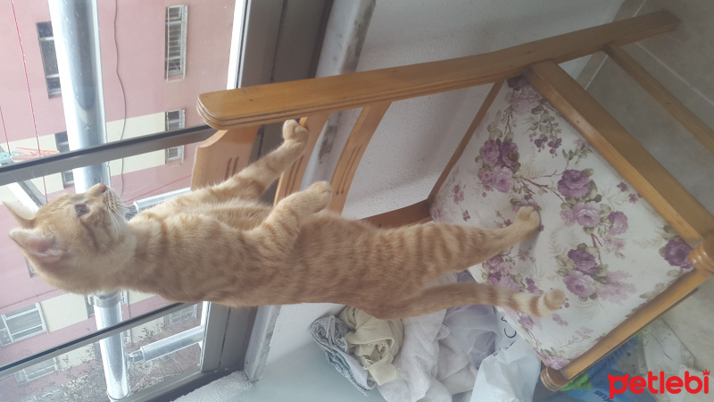 Tekir Kedi, Kedi  Yiğit Alp fotoğrafı