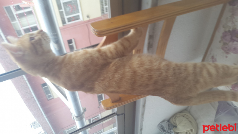 Tekir Kedi, Kedi  Yiğit Alp fotoğrafı