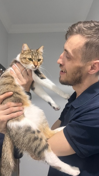 Tekir Kedi, Kedi  Boncuk fotoğrafı