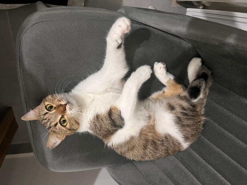 Tekir Kedi, Kedi  Boncuk fotoğrafı