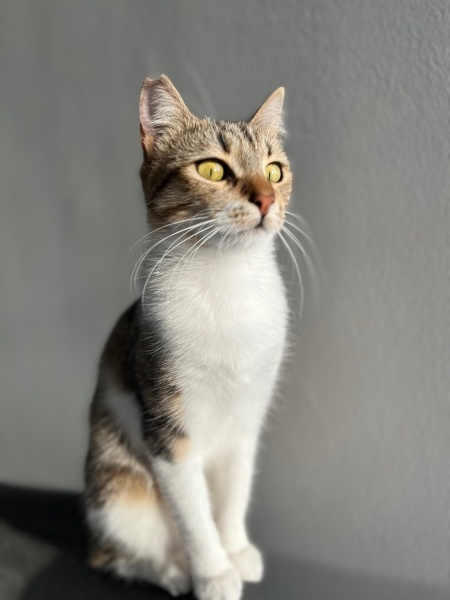 Tekir Kedi, Kedi  Boncuk fotoğrafı