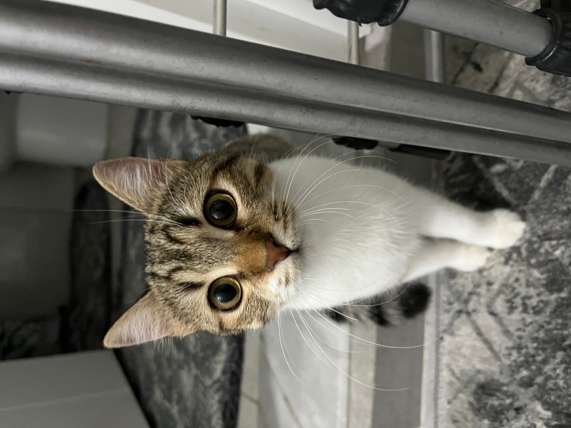 Tekir Kedi, Kedi  Boncuk fotoğrafı