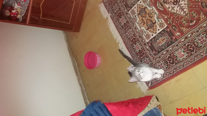 Tekir Kedi, Kedi  Vasiye fotoğrafı