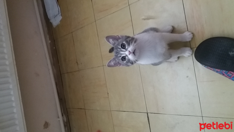 Tekir Kedi, Kedi  Vasiye fotoğrafı