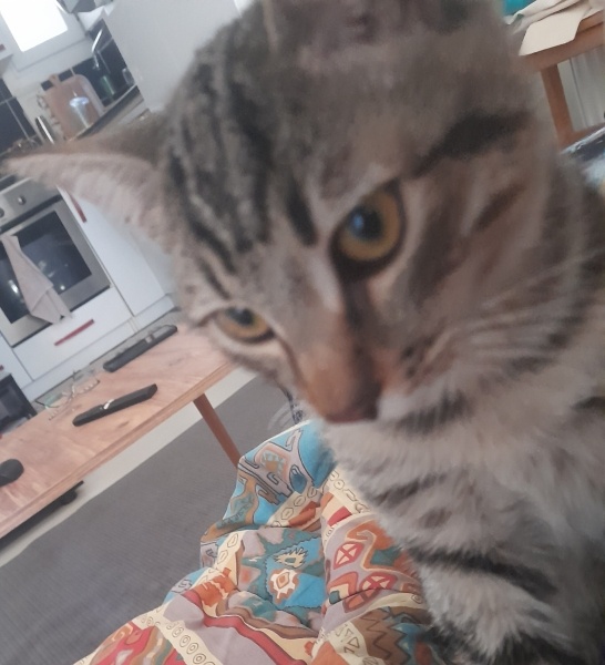 Tekir Kedi, Kedi  Safir fotoğrafı