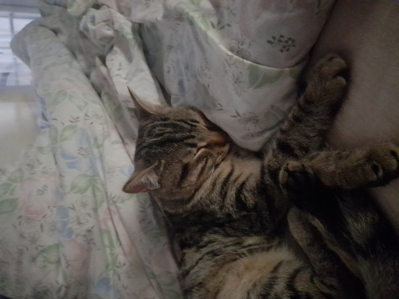 Tekir Kedi, Kedi  Safir fotoğrafı