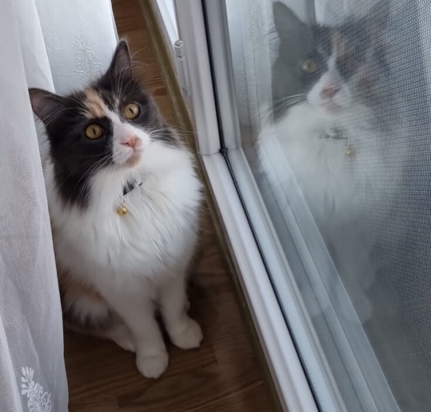 Tekir Kedi, Kedi  MİNA fotoğrafı