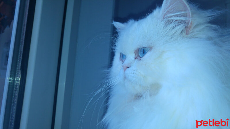 İran Kedisi (Persian), Kedi  Kashmir fotoğrafı