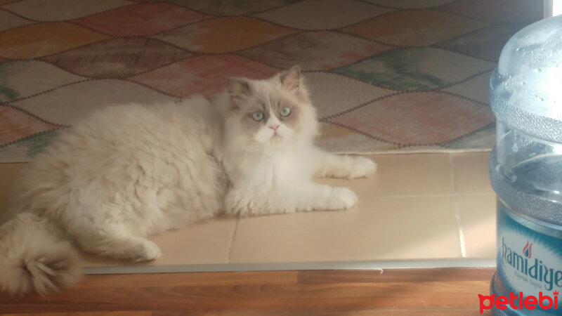 Ragdoll, Kedi  Dumbledore fotoğrafı