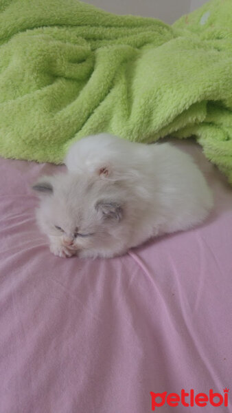 Ragdoll, Kedi  Dumbledore fotoğrafı