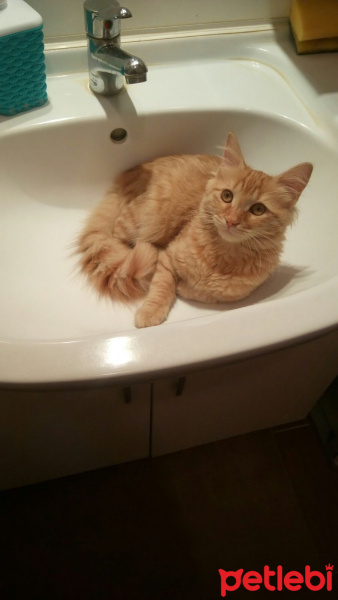 Tekir Kedi, Kedi  Minik Shiro fotoğrafı