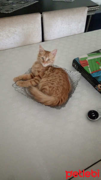 Tekir Kedi, Kedi  Minik Shiro fotoğrafı