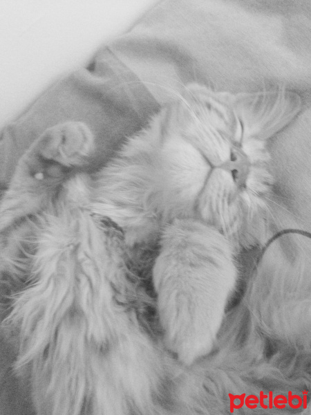 Tekir Kedi, Kedi  Minik Shiro fotoğrafı