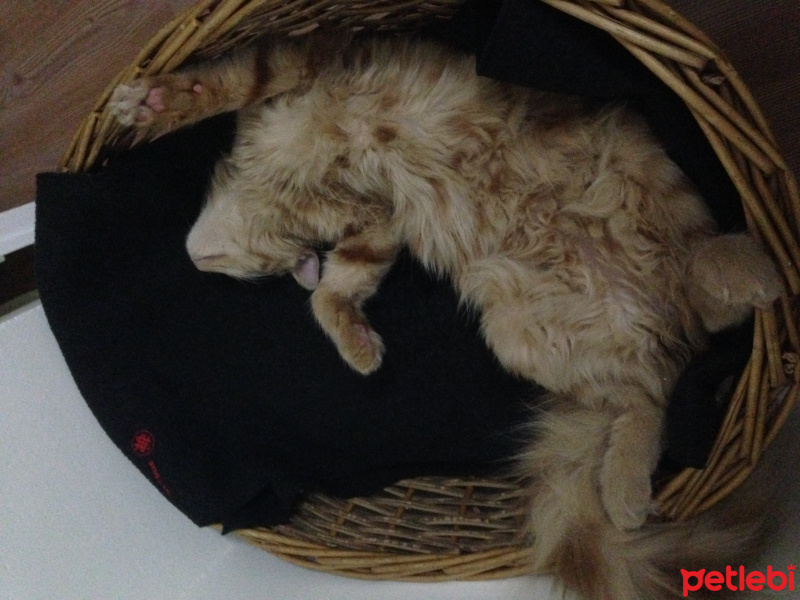 Tekir Kedi, Kedi  Minik Shiro fotoğrafı