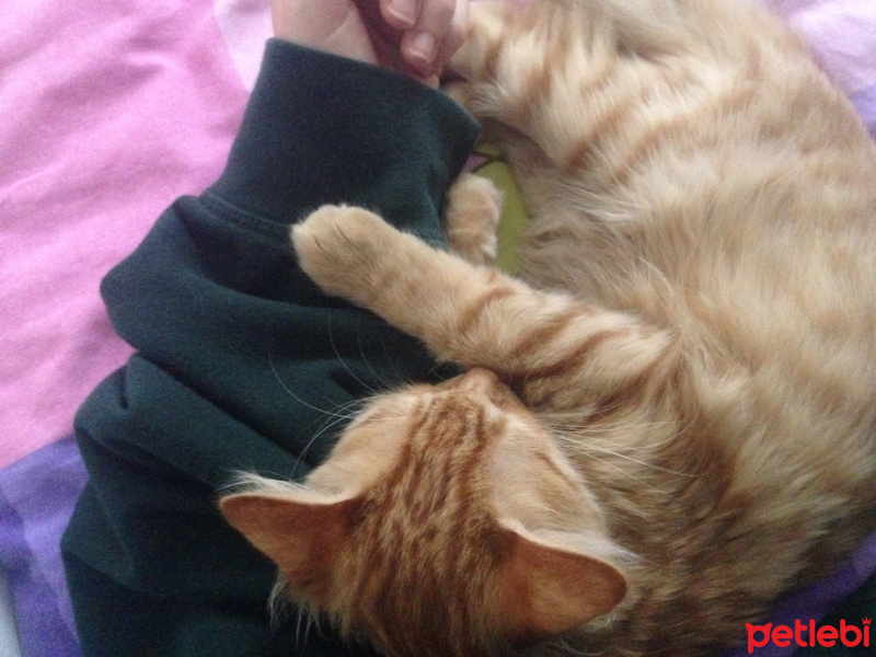Tekir Kedi, Kedi  Minik Shiro fotoğrafı
