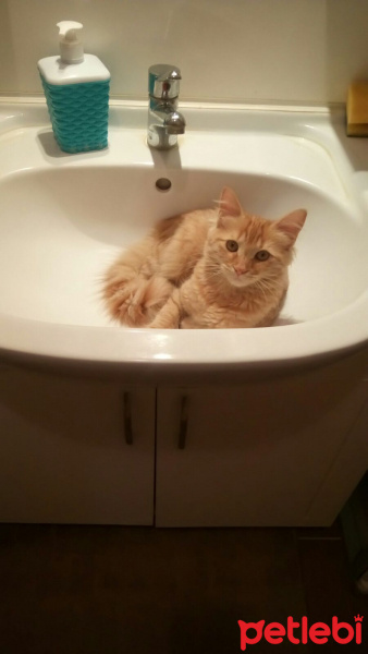 Tekir Kedi, Kedi  Minik Shiro fotoğrafı