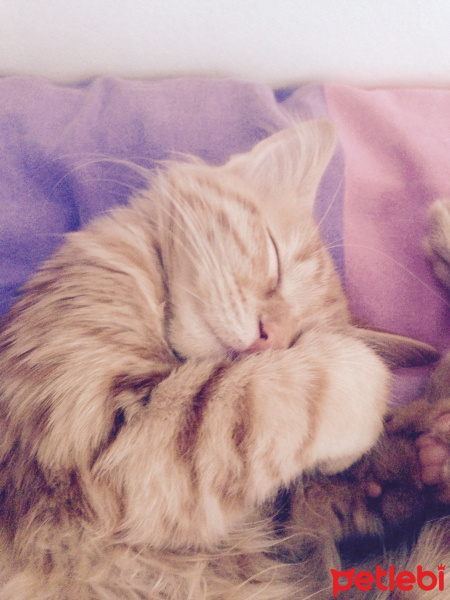 Tekir Kedi, Kedi  Minik Shiro fotoğrafı