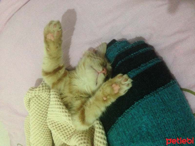 Tekir Kedi, Kedi  Minik Shiro fotoğrafı