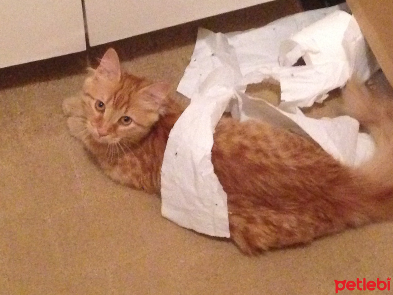 Tekir Kedi, Kedi  Minik Shiro fotoğrafı