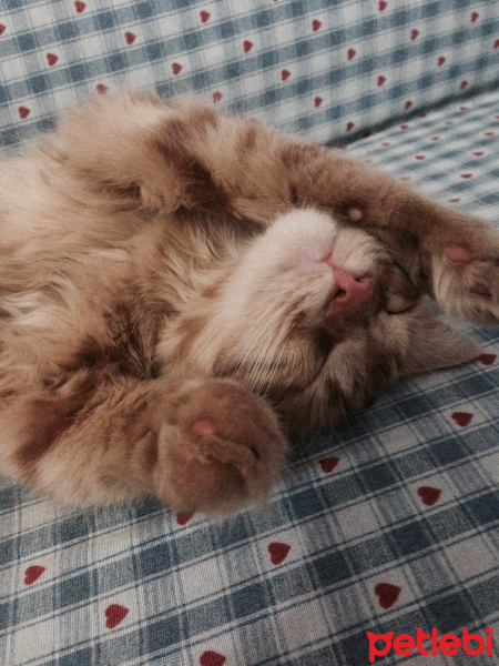 Tekir Kedi, Kedi  Minik Shiro fotoğrafı