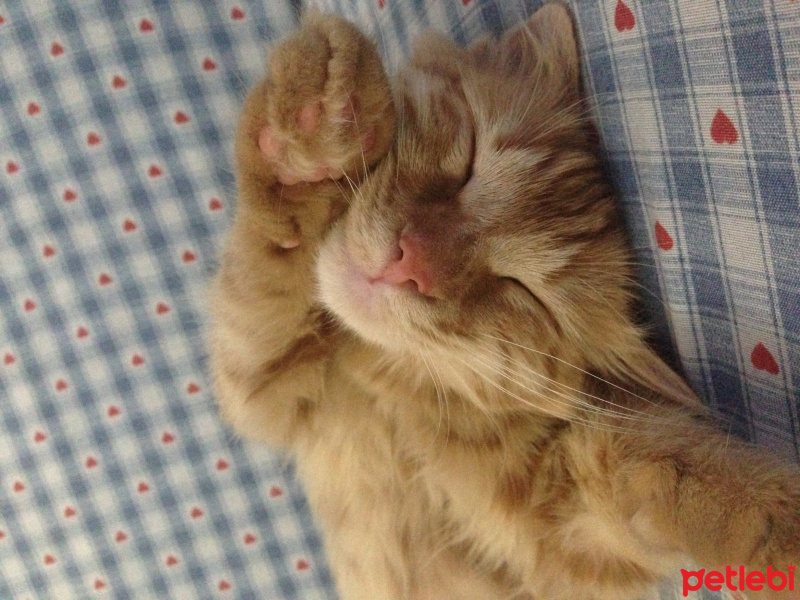 Tekir Kedi, Kedi  Minik Shiro fotoğrafı