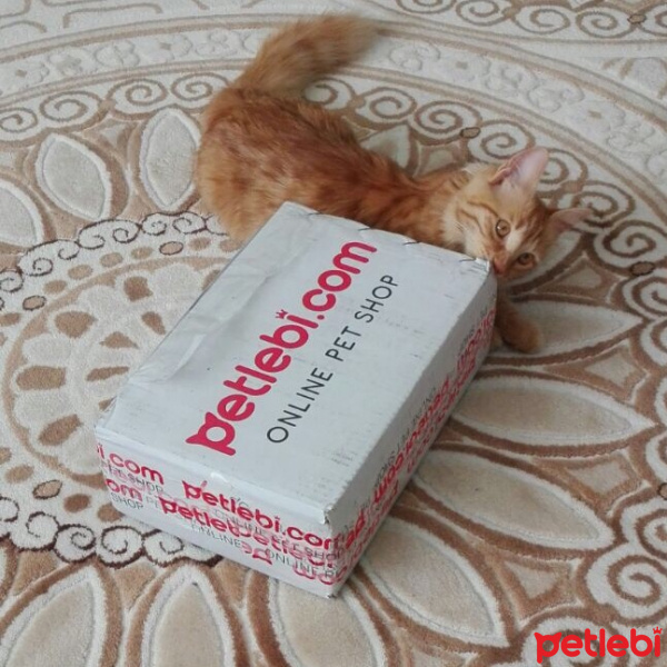 Tekir Kedi, Kedi  Minik Shiro fotoğrafı