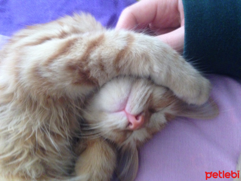 Tekir Kedi, Kedi  Minik Shiro fotoğrafı