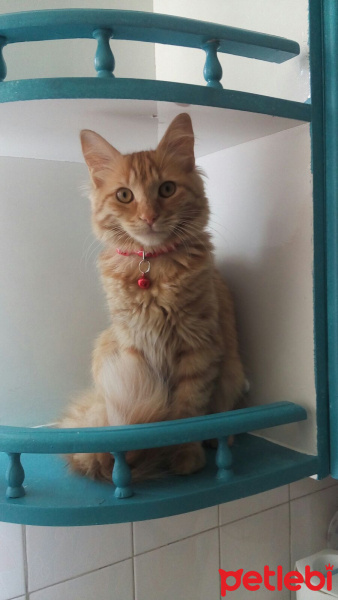 Tekir Kedi, Kedi  Minik Shiro fotoğrafı