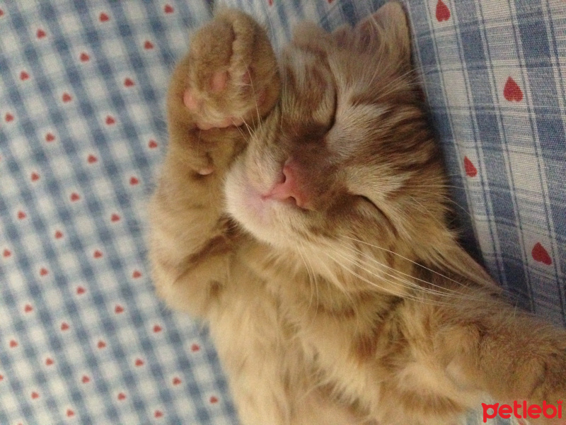 Tekir Kedi, Kedi  Minik Shiro fotoğrafı
