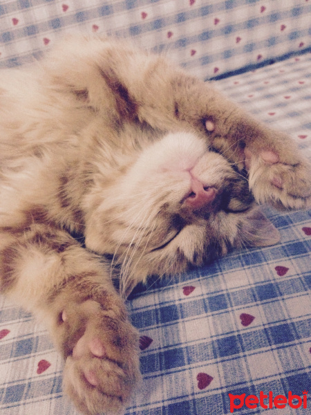Tekir Kedi, Kedi  Minik Shiro fotoğrafı