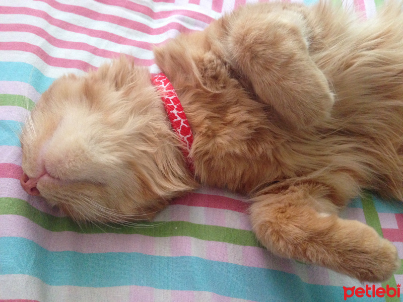 Tekir Kedi, Kedi  Minik Shiro fotoğrafı