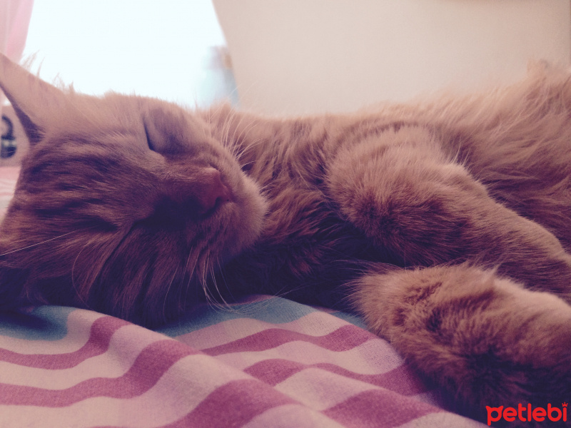 Tekir Kedi, Kedi  Minik Shiro fotoğrafı