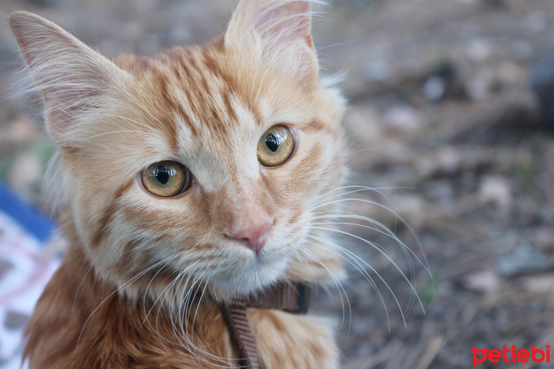 Tekir Kedi, Kedi  Minik Shiro fotoğrafı