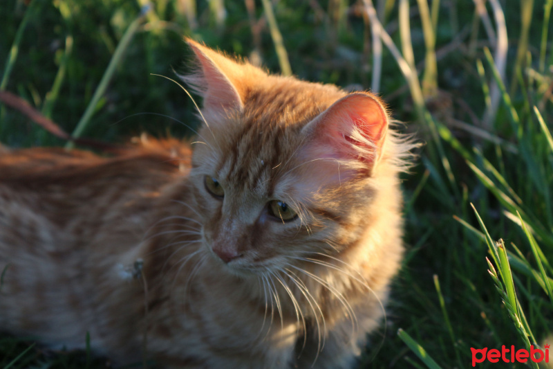 Tekir Kedi, Kedi  Minik Shiro fotoğrafı